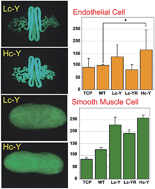 Graphical abstract: Recombinant silk fibroin incorporated cell-adhesive sequences produced by transgenic silkworm as a possible candidate for use in vascular graft