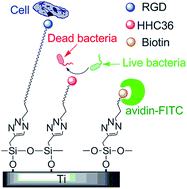 Graphical abstract: Multi-biofunctionalization of a titanium surface with a mixture of peptides to achieve excellent antimicrobial activity and biocompatibility