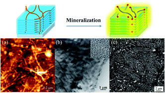 Graphical abstract: Alternate layer-by-layer assembly of graphene oxide nanosheets and fibrinogen nanofibers on a silicon substrate for a biomimetic three-dimensional hydroxyapatite scaffold