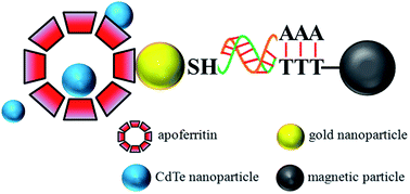 Graphical abstract: Use of nucleic acids anchor system to reveal apoferritin modification by cadmium telluride nanoparticles