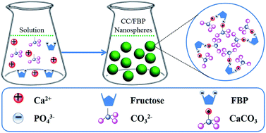 Graphical abstract: Synthesis, characterization and applications of calcium carbonate/fructose 1,6-bisphosphate composite nanospheres and carbonated hydroxyapatite porous nanospheres