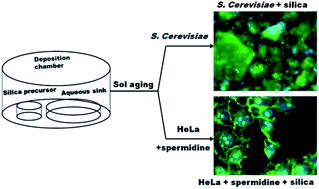 Graphical abstract: Sol-Generating Chemical Vapor into Liquid (SG-CViL) deposition – a facile method for encapsulation of diverse cell types in silica matrices