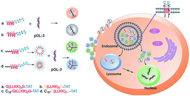 Graphical abstract: Peptide amphiphiles with multifunctional fragments promoting cellular uptake and endosomal escape as efficient gene vectors