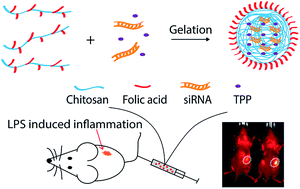 Graphical abstract: Folic acid conjugated chitosan for targeted delivery of siRNA to activated macrophages in vitro and in vivo