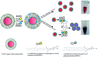 Graphical abstract: A novel phosphatidylserine-functionalized AuNP for the visual detection of free copper ions with high sensitivity and specificity