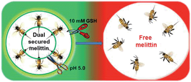 Graphical abstract: Dual secured nano-melittin for the safe and effective eradication of cancer cells