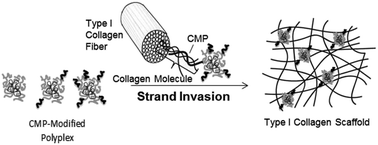 Graphical abstract: A CMP-based method for tunable, cell-mediated gene delivery from collagen scaffolds