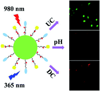 Graphical abstract: A novel strategy for the aqueous synthesis of down-/up-conversion nanocomposites for dual-modal cell imaging and drug delivery