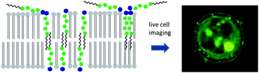 Graphical abstract: Self-organizing carbohydrate-oligothiophene-hybrids for eukaryotic membrane-labelling