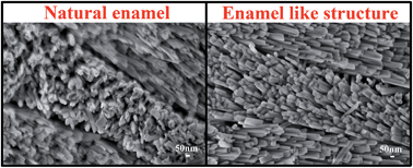 Graphical abstract: Preparation of hierarchical enamel-like structures from nano- to macro-scale, regulated by inorganic templates derived from enamel