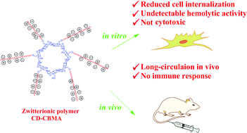 Graphical abstract: Biocompatible long-circulating star carboxybetaine polymers