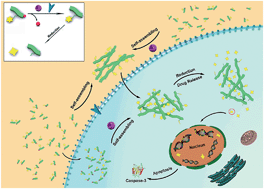Graphical abstract: Enzyme-triggered supramolecular self-assembly of platinum prodrug with enhanced tumor-selective accumulation and reduced systemic toxicity