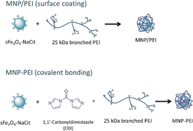 Graphical abstract: Assembly of polyethylenimine-functionalized iron oxide nanoparticles as agents for DNA transfection with magnetofection technique