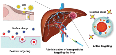 Graphical abstract: Diagnostic imaging and therapeutic application of nanoparticles targeting the liver