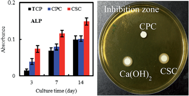 Graphical abstract: Stem cell differentiation-induced calcium silicate cement with bacteriostatic activity