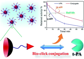 Graphical abstract: A t-PA/nanoparticle conjugate with fully retained enzymatic activity and prolonged circulation time