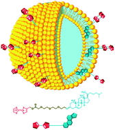 Graphical abstract: Metastable oxidation states of tetrathiafulvalenes on the surface of liposomes
