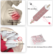 Graphical abstract: A hierarchical, stretchable and stiff fibrous biotemplate engineered using stagger-electrospinning for augmentation of rotator cuff tendon-healing