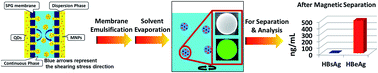 Graphical abstract: Efficient preparation of magnetic quantum dot barcodes