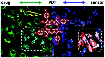 Graphical abstract: Dual use of porphyrazines as sensitizers and viscosity markers in photodynamic therapy