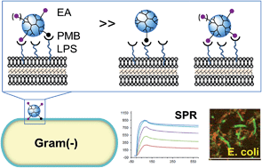 Graphical abstract: A lipopolysaccharide binding heteromultivalent dendrimer nanoplatform for Gram negative cell targeting