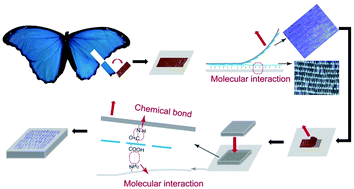 Graphical abstract: Photonic structure arrays generated using butterfly wing scales as biological units