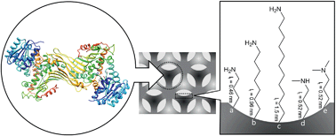 Graphical abstract: Influence of the hydrophilic–hydrophobic contrast of porous surfaces on the enzymatic performance