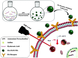 Graphical abstract: Water-soluble hyaluronic acid–hybridized polyaniline nanoparticles for effectively targeted photothermal therapy