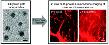 Graphical abstract: In vivo multi-photon luminescence imaging of cerebral vasculature and blood–brain barrier integrity using gold nanoparticles