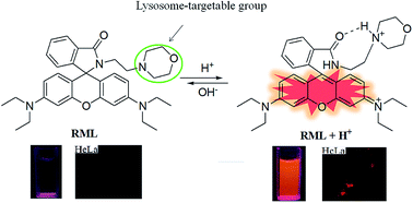 Graphical abstract: A rhodamine B-based lysosomal pH probe