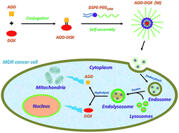 Graphical abstract: Combination delivery of Adjudin and Doxorubicin via integrating drug conjugation and nanocarrier approaches for the treatment of drug-resistant cancer cells