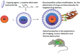 Graphical abstract: Synthesis of biocompatible Au–ZnTe core–shell nanoparticles