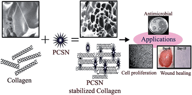 Graphical abstract: Plumbagin caged silver nanoparticle stabilized collagen scaffold for wound dressing