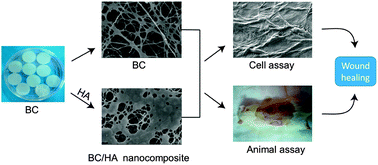 Graphical abstract: Bacterial cellulose–hyaluronan nanocomposite biomaterials as wound dressings for severe skin injury repair