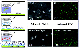 Graphical abstract: Thromboresistant and rapid-endothelialization effects of dopamine and staphylococcal protein A mediated anti-CD34 coating on 316L stainless steel for cardiovascular devices