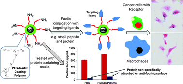 Graphical abstract: PEG-b-AGE polymer coated magnetic nanoparticle probes with facile functionalization and anti-fouling properties for reducing non-specific uptake and improving biomarker targeting
