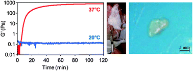 Graphical abstract: Liposomal delivery of horseradish peroxidase for thermally triggered injectable hyaluronic acid–tyramine hydrogel scaffolds