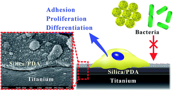 Graphical abstract: Novel SiO2/PDA hybrid coatings to promote osteoblast-like cell expression on titanium implants