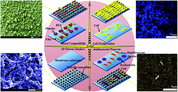 Graphical abstract: Layer by layer assembly of sulfonic poly(ether sulfone) as heparin-mimicking coatings: scalable fabrication of super-hemocompatible and antibacterial membranes