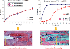 Graphical abstract: Core–shell microspheres delivering FGF-2 and BMP-2 in different release patterns for bone regeneration