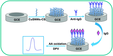 Graphical abstract: Detection of human immunoglobulin G by label-free electrochemical immunoassay modified with ultralong CuS nanowires