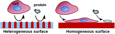 Graphical abstract: Anti-biofouling surface with sub-20 nm heterogeneous nanopatterns