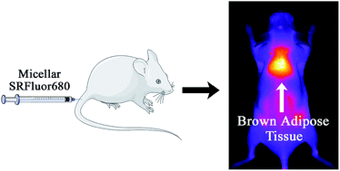 Graphical abstract: Fluorescence imaging of interscapular brown adipose tissue in living mice