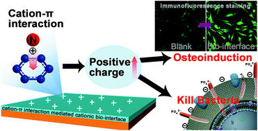 Graphical abstract: Antibacterial and osteoinductive capability of orthopedic materials via cation–π interaction mediated positive charge