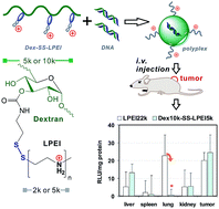 Graphical abstract: Bioreducible dextran–polyethylenimine conjugates regulate transgene expression distribution in vivo