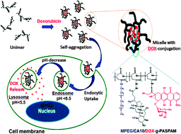 Graphical abstract: Self-assembled nanoaggregates based on polyaspartamide graft copolymers for pH-controlled release of doxorubicin