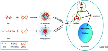 Graphical abstract: Structural impact of graft and block copolymers based on poly(N-vinylpyrrolidone) and poly(2-dimethylaminoethyl methacrylate) in gene delivery