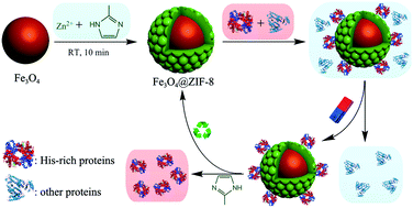 Graphical abstract: Preparation of magnetic metal–organic framework nanocomposites for highly specific separation of histidine-rich proteins