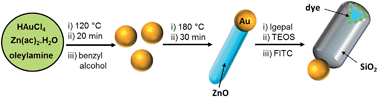 Graphical abstract: Silica-coated Au@ZnO Janus particles and their stability in epithelial cells