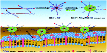 Graphical abstract: Targeting REDV peptide functionalized polycationic gene carrier for enhancing the transfection and migration capability of human endothelial cells